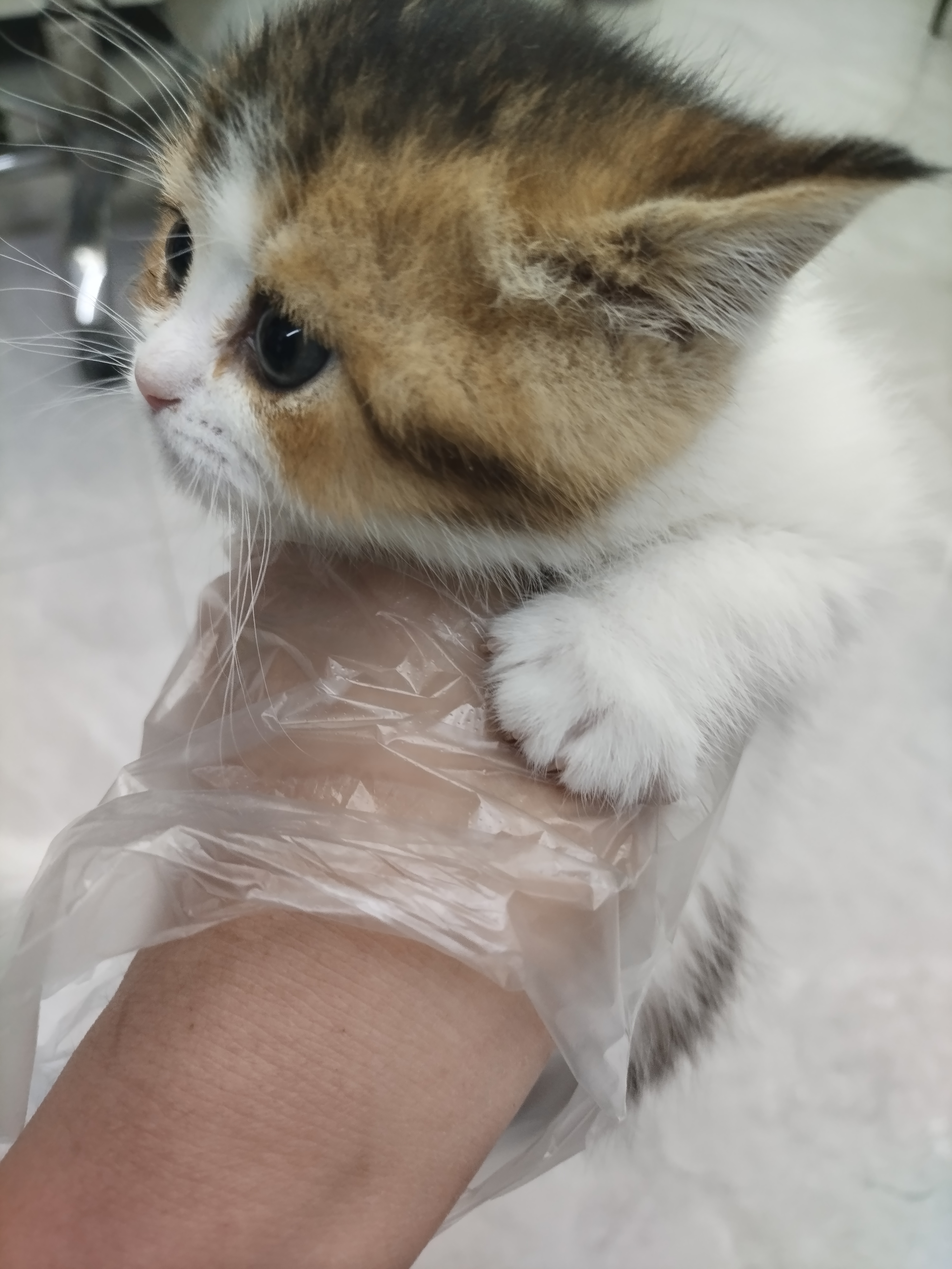 金三花妹妹，五粉包子脸。
